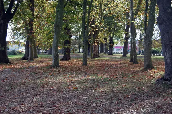 Monte Escalier Conseils Entreprise Monte escalier Idron
